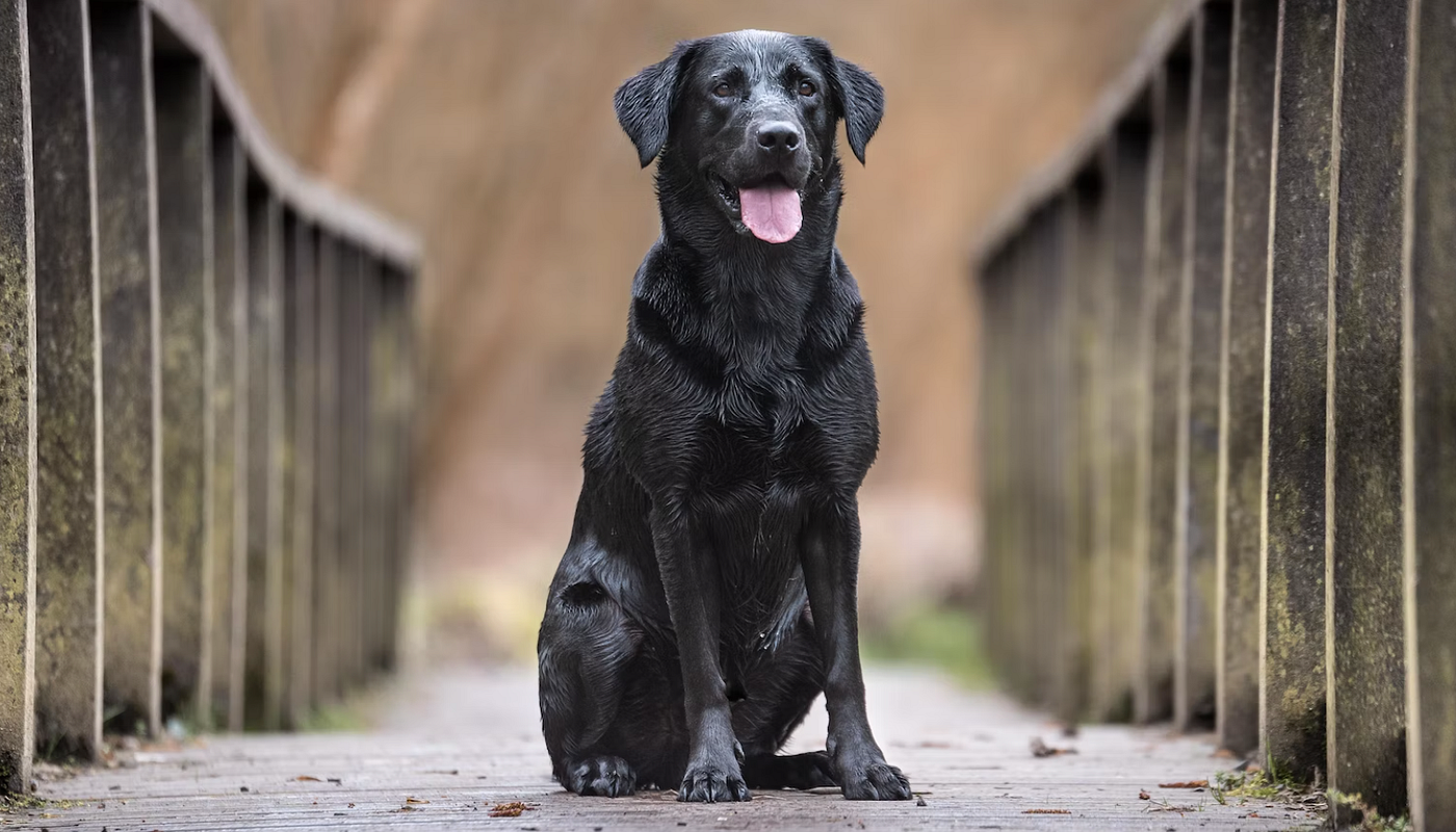 Labrador Retriever - a great hunting and family dog