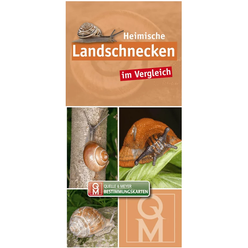 Identification card "Native land snails in comparison"
