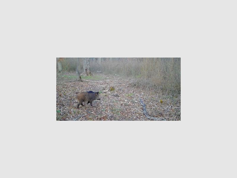 SEISSIGER Special-Cam LTE "Weißblitz" - SUPERSIM-Edition inkl. Akkus