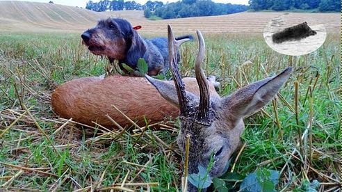 Roebuck hunting in rut - how to call roebucks