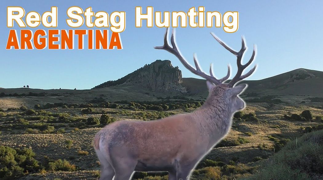 Red Stag Hunting In Argentina - Patagonia 1 /  2018 (Chasse Cerf Approche)