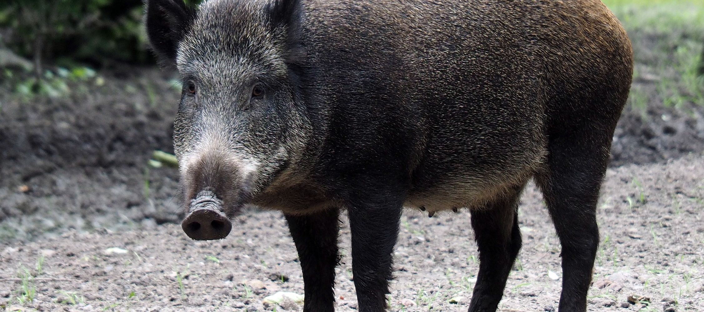 Afrikanische Schweinepest