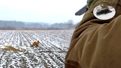 Fuchsjagd mit Dackel - Baujagd Fox hunting Polowanie na lisy z norowcem Chasse au renard Rävjakt