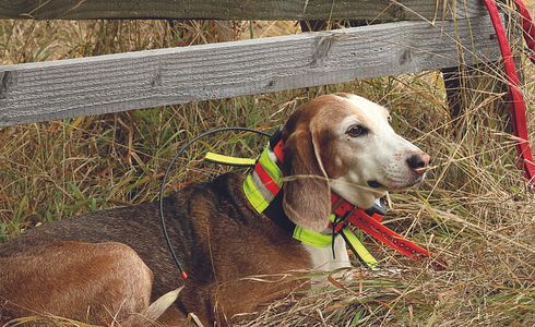 Halssender / GPS-Tracker für Jagdhunde - Die wichtigsten Infos im Überblick