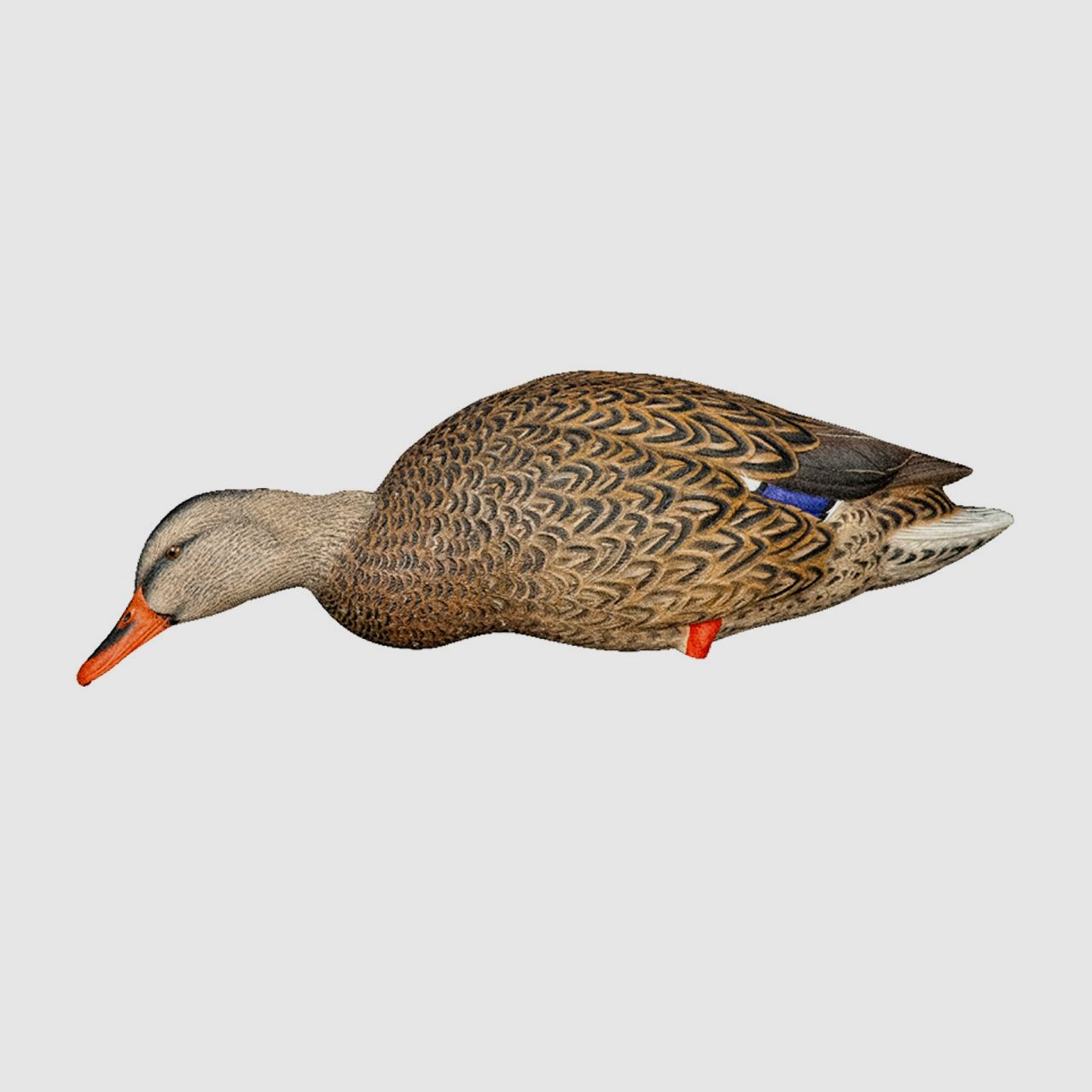 Avian-X AXP Full Body Mallard Fusion Pack appelants de canards colverts, image 8 sur 8