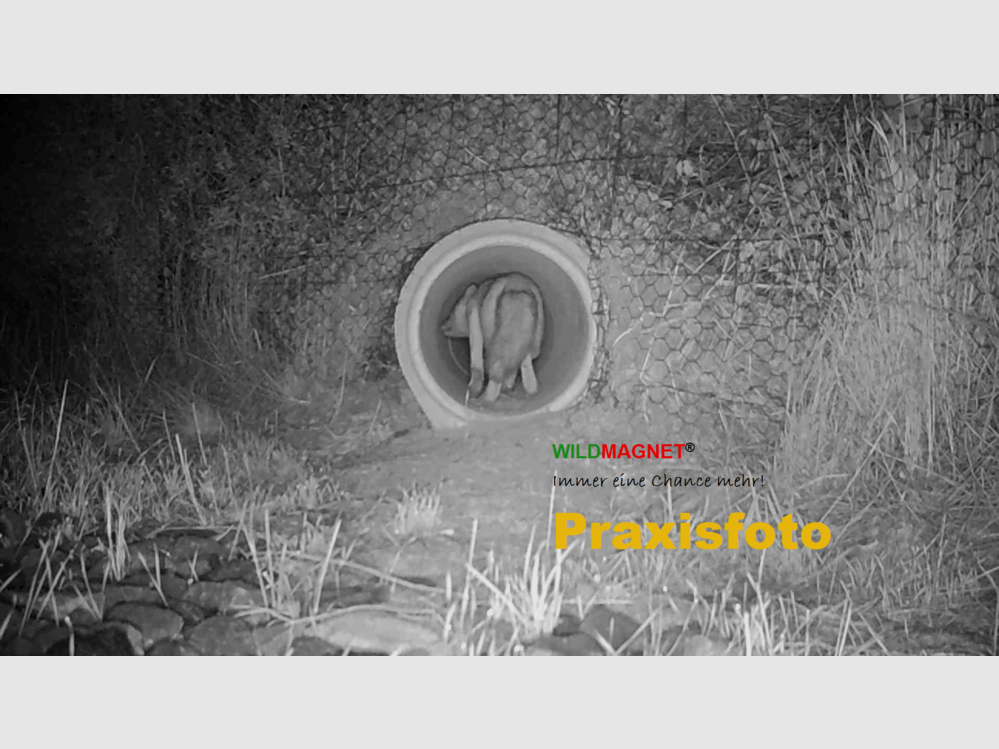 WILDMAGNET® Attrattivo Universale, immagine 3 di 3