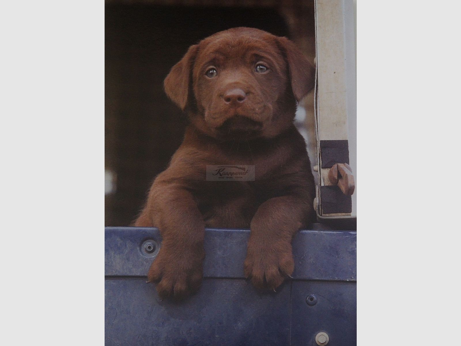 Grußkarte Chocolate Labrador Puppy
