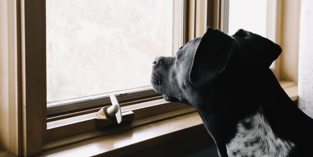 Hund alleine lassen - so gewöhnst du ihn daran.