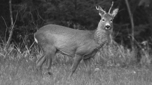 Roebuck Hunting May 2017 - Bockjagd im Mai 2017