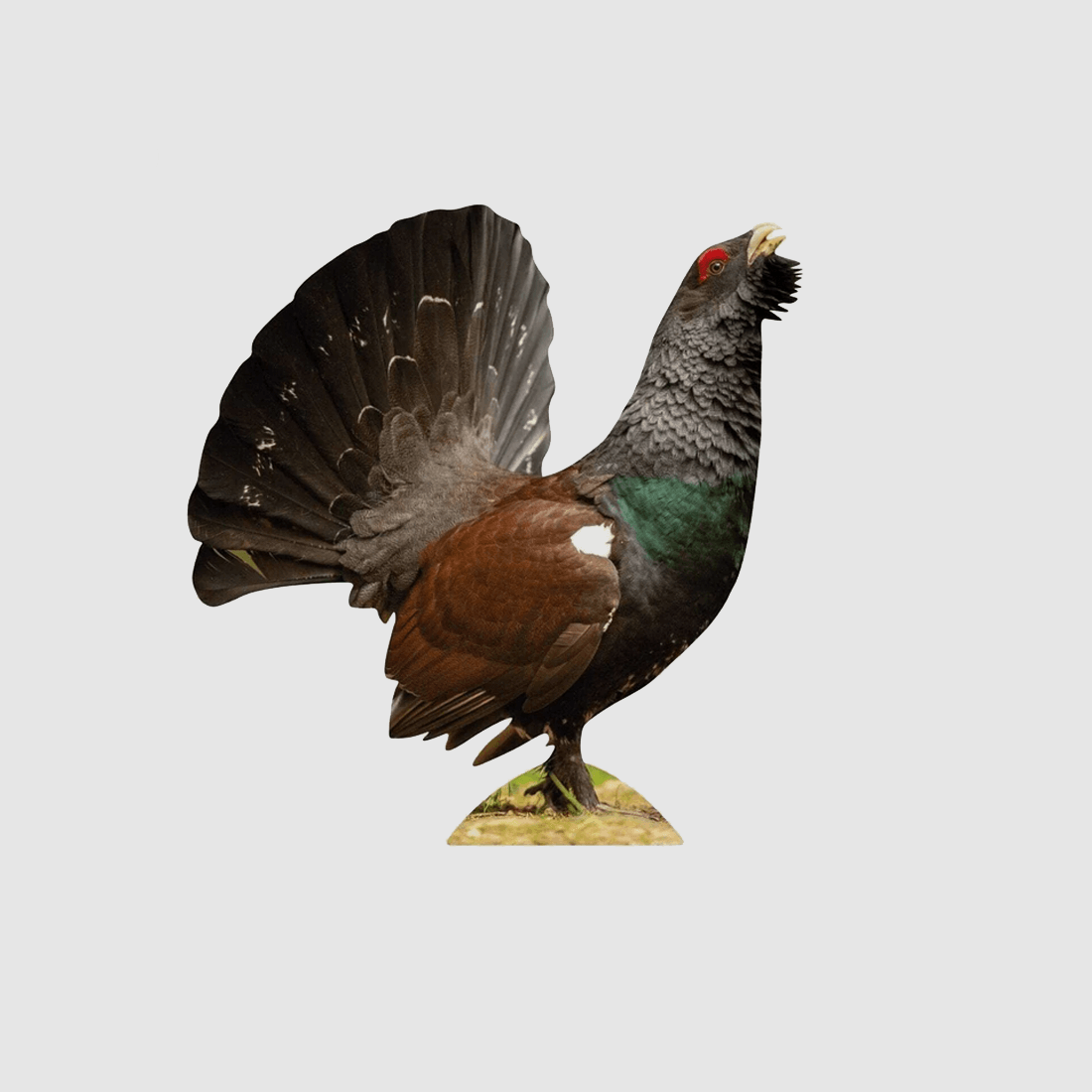 Tieraufsteller Auerhahn