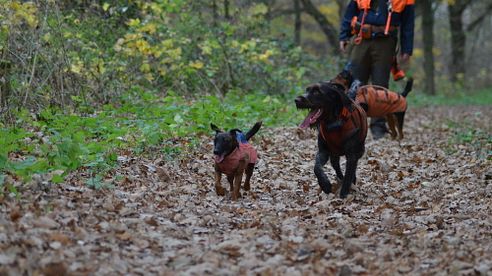 Notration für Jagdhunde - Jublin Flüssigzucker