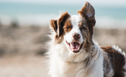 The Best Remedies Against Dog Parasites