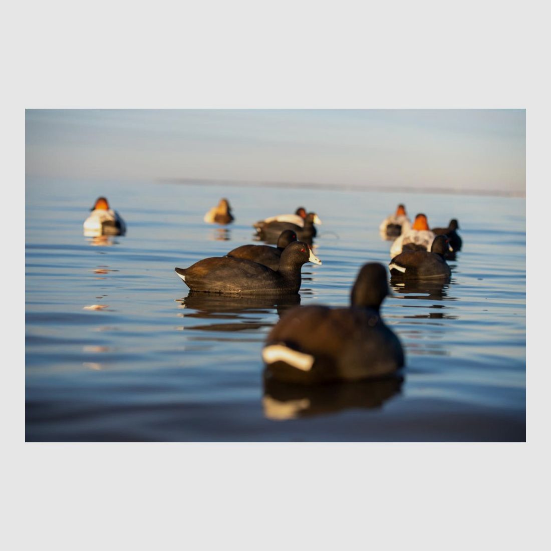 Forme de foulque AvianX par 6, image 2 sur 6