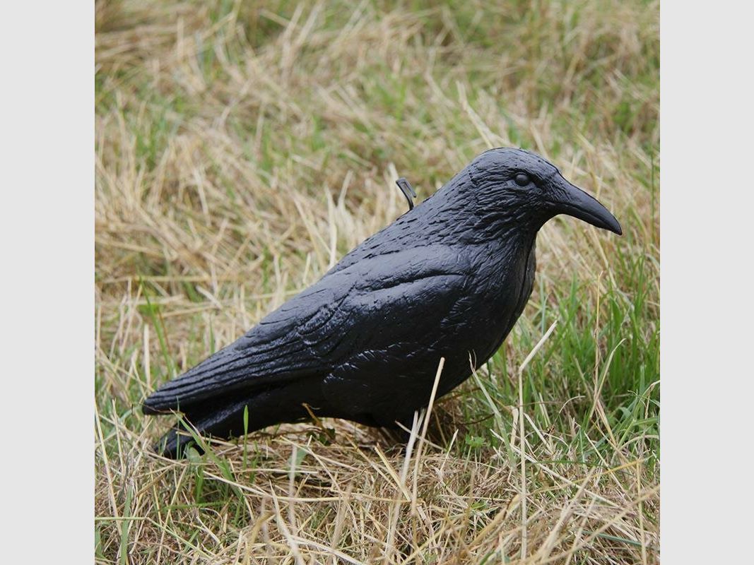 Decoy crow unpainted