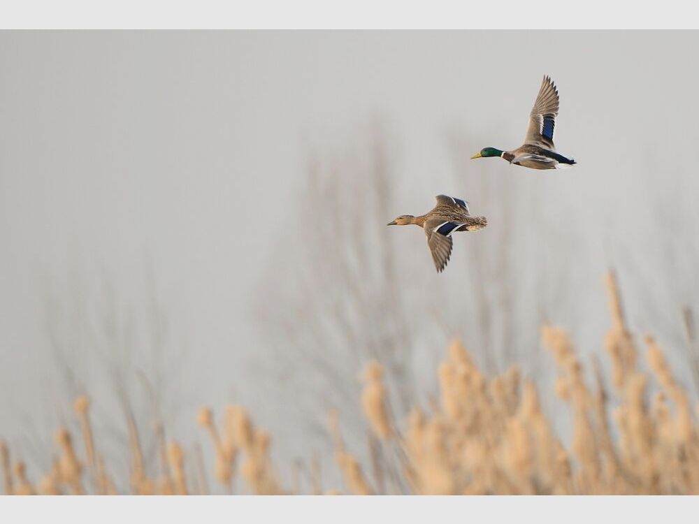 Verney Carron Over and Under Vercar Trap 12