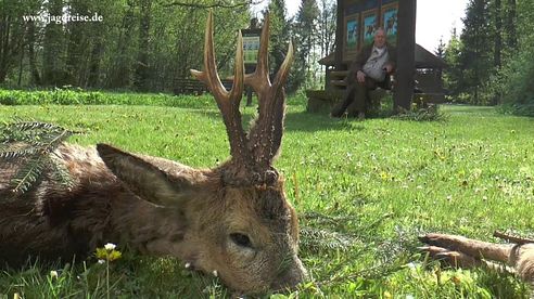 Bockjagd in Pommern - Oberförsterei Polanow!  Roe deer hunt - forestry Polanow!