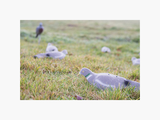 LOCKTAUBE half shell hollow dove flocked with earth spike