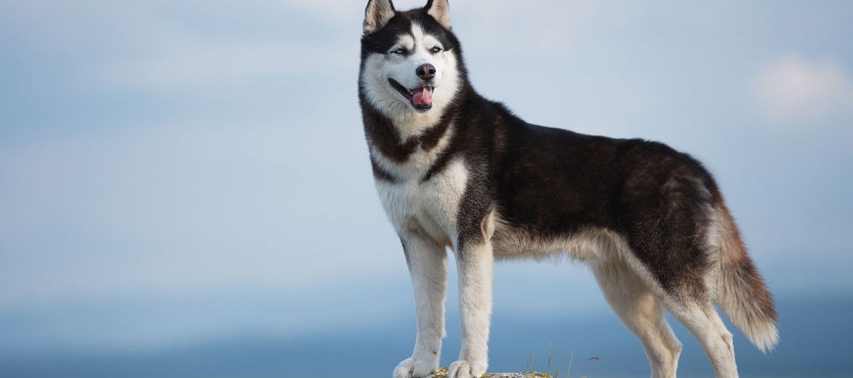 Rasseprofil: Siberian Husky