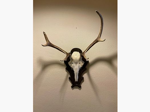 Deer antler trophy – 12