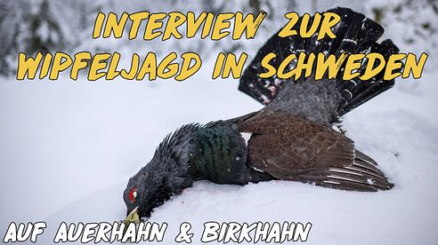 Interview: Wipfeljagd in Schweden auf Auerhahn & Birkhahn