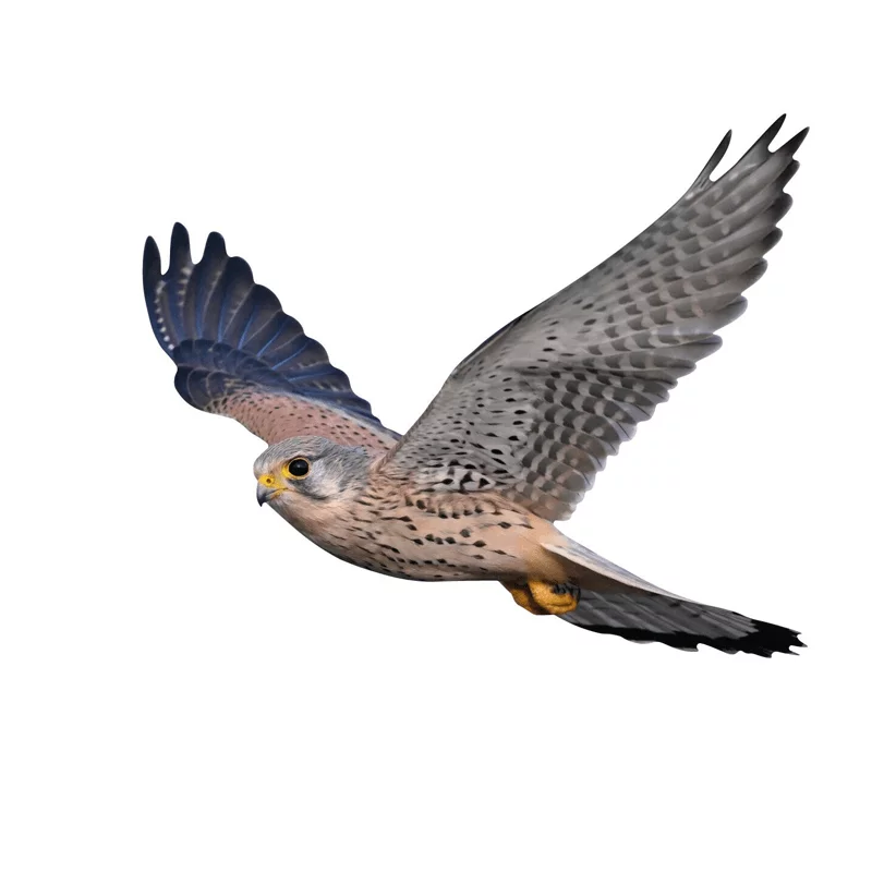 Autocollants de protection pour oiseaux faucon
