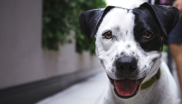 Die wichtigsten Kommandos für Hunde
