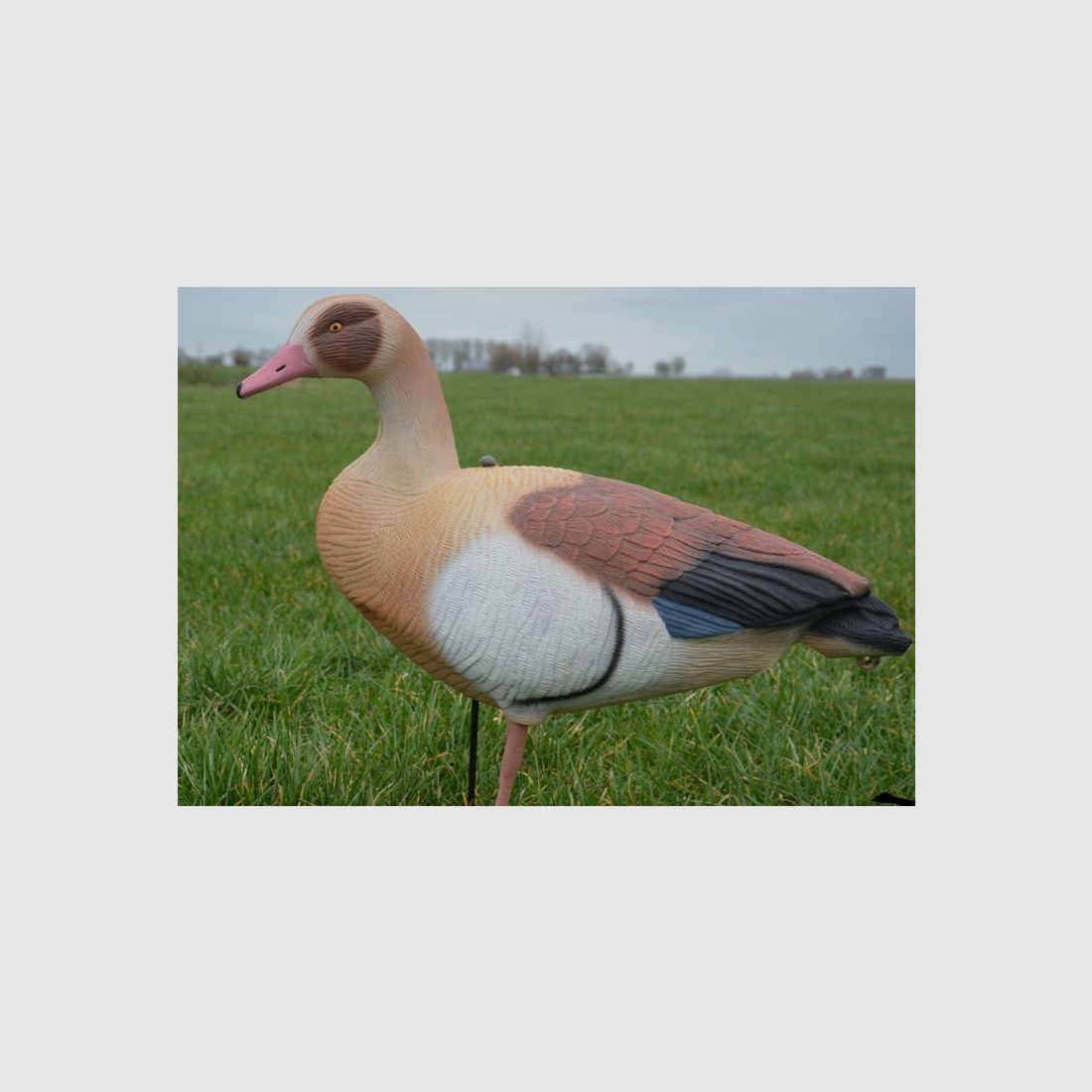 Prodecoys leurre d’oie d’Égypte corps entier, lot de 12 pièces, image 1 sur 3