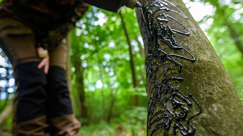 Lockstoffe für Schwarzwild, Rehwild, Fuchs und Co.