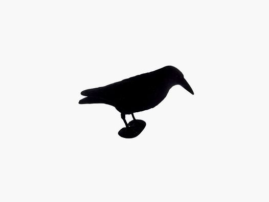 Corbeau Flossy
