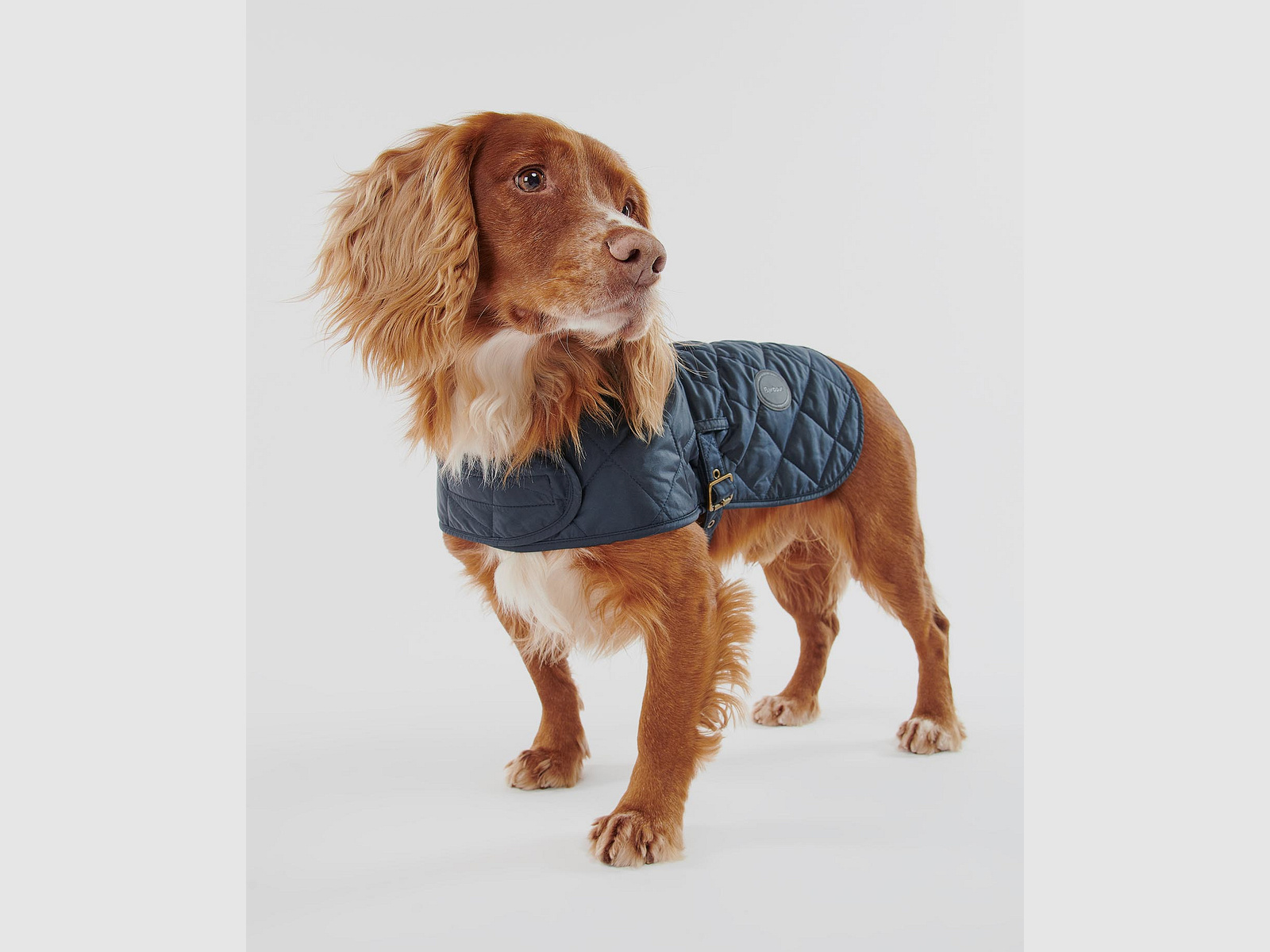 Barbour Hundemantel gesteppt