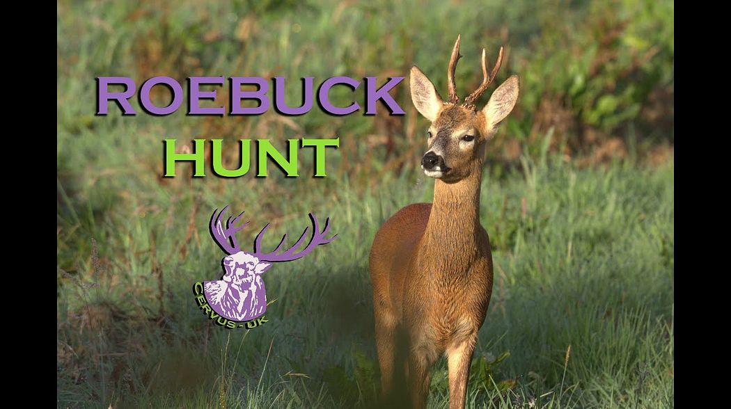 IT'S ROEBUCK SEASON!