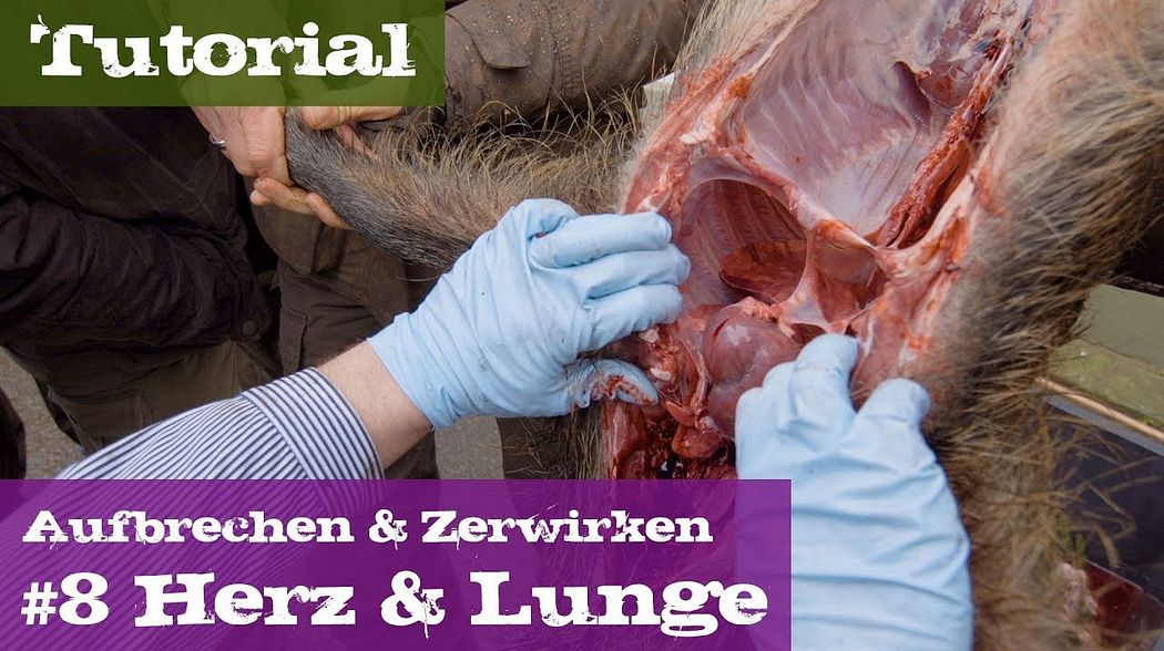 #8 Herz & Lunge - Lehrgang Aufbrechen & Zerwirken