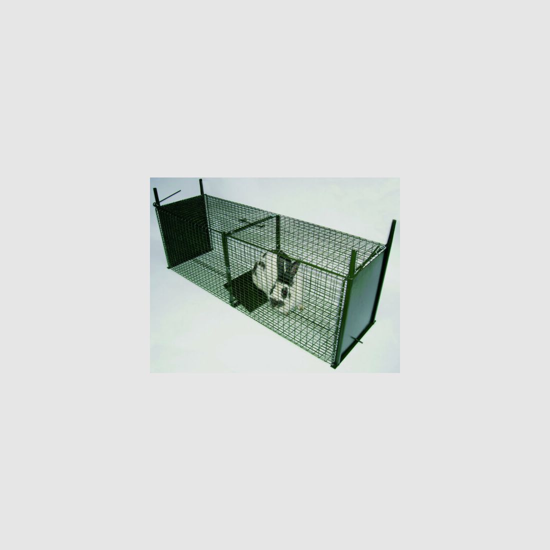 Gallic wire box trap