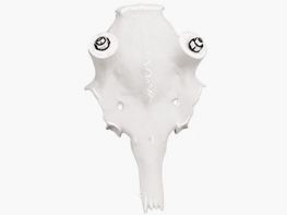 Damhirschschädel K1 25mm -