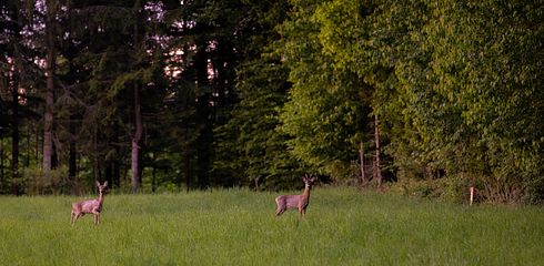 Die Blattjagd: Eine anspruchsvolle Tradition im Jagdkalender