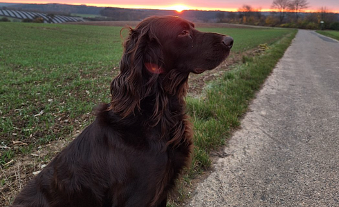 Hunting dog dies after mysterious illness - A suspicion of Aujeszky