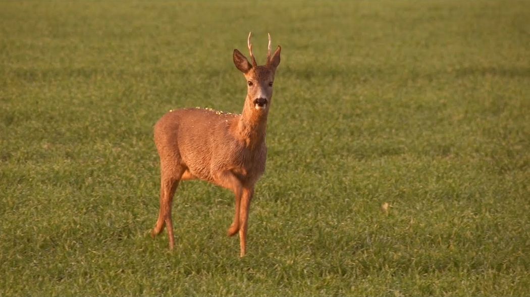 Endlich Mai! Bockjagd im Frühling.