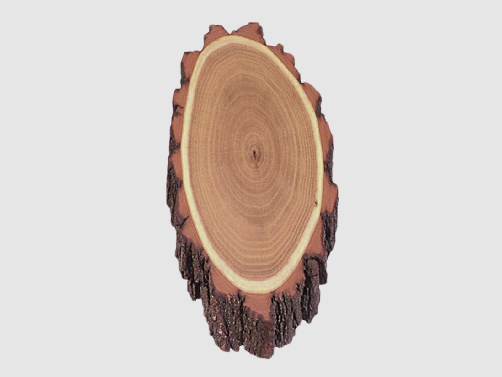 Deer antler shield acacia