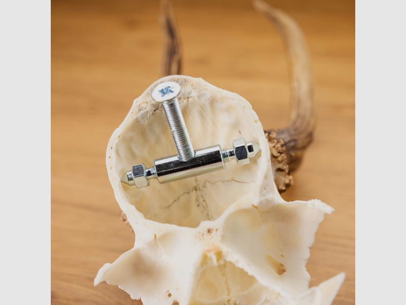 Roe deer antler clamp and screw - 2 pieces
