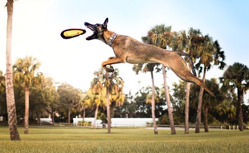 Rasseprofil: Malinois
