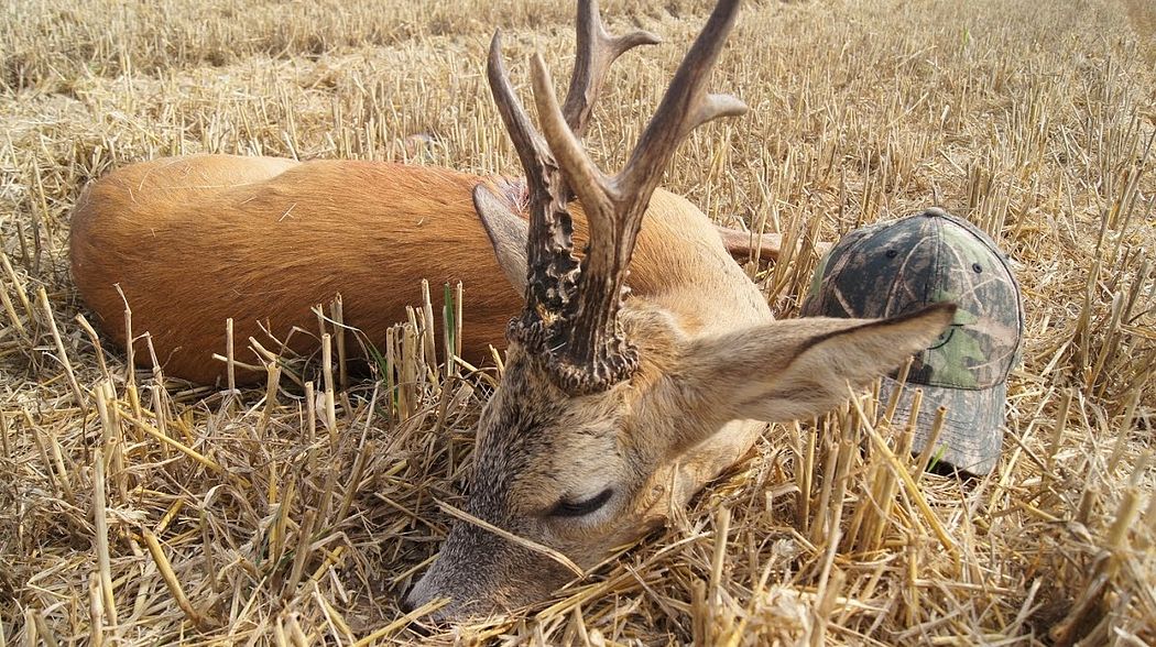 Roe buck hunting in Poland with Ultimate Hunting