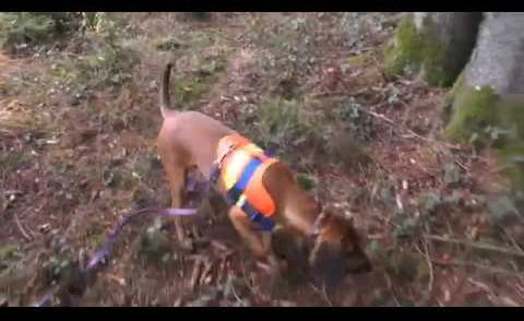 Fährtenarbeit / Nachsuche  Schwarzwildfährte  - Standzeit 18 Std.