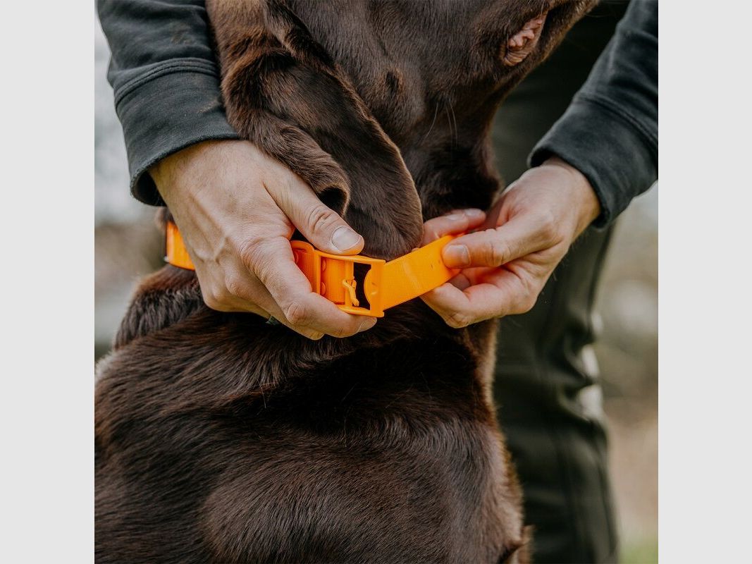 HP&G Collare per cani 25mm Arancione