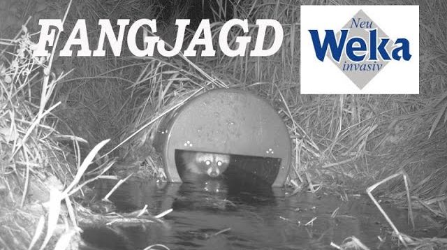 Jagd mit WEKA Invasiv