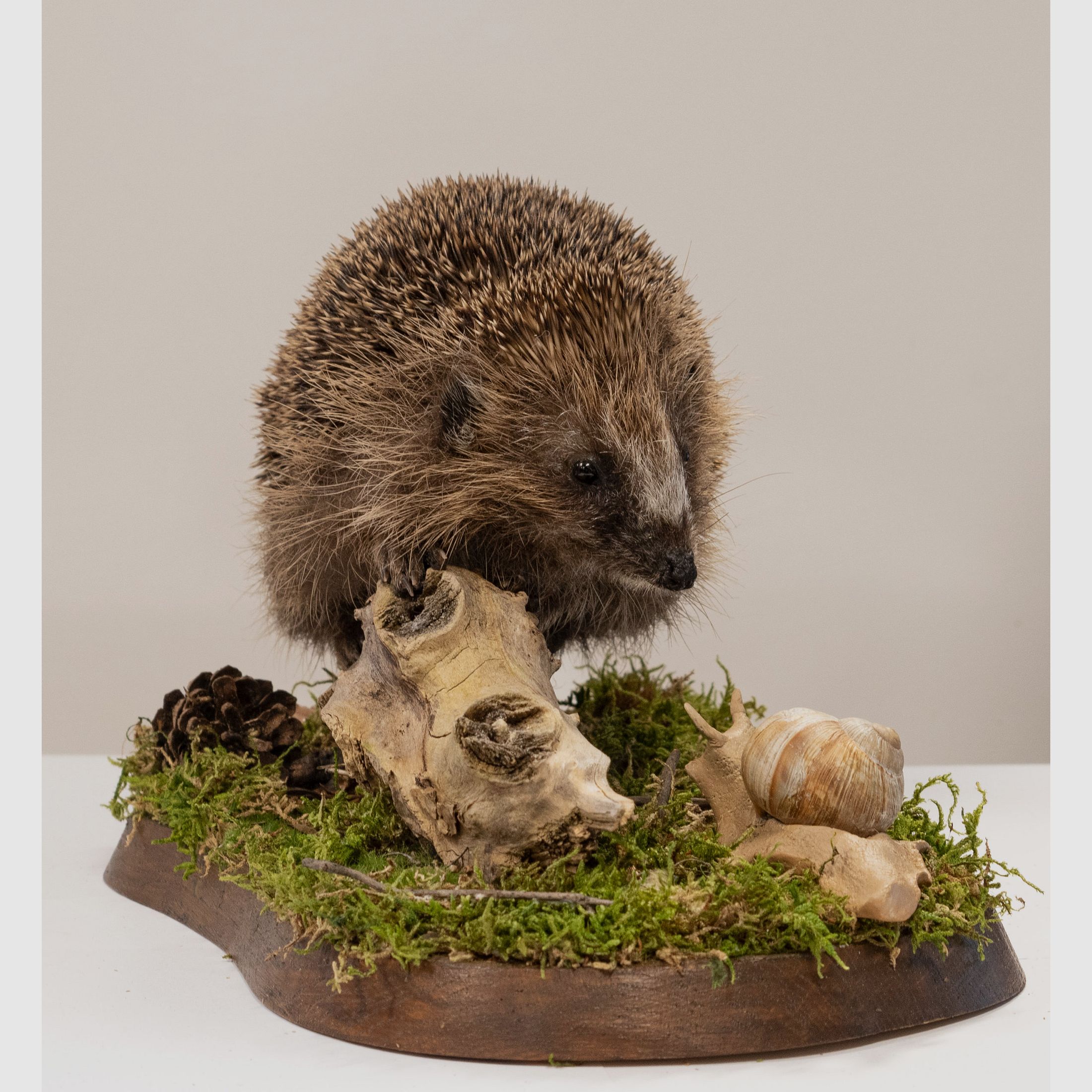 Hedgehog with little snail, image 2 of 2