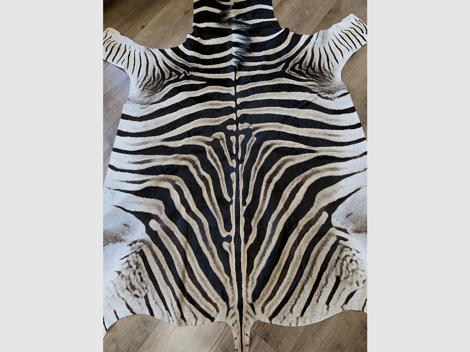 Tappeto di zebra tassidermizzata, immagine 2 di 3