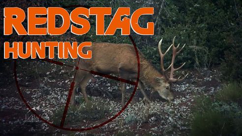 Red Stag Hunting in French Alps 1 / 2018 (Chasse Cerf Approche)