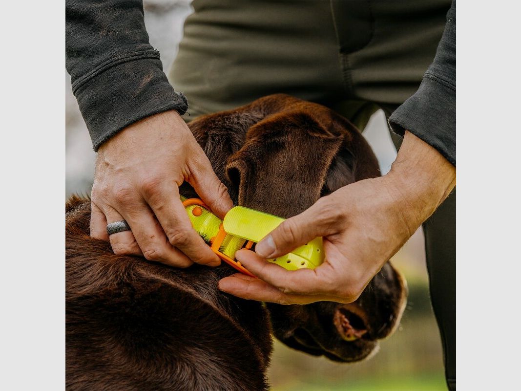 HP&G Hundehalsband 19mm Gelb