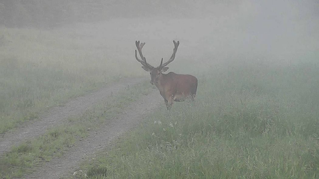 Bockjagd im Mai 2016 mit der Sako Roughtech