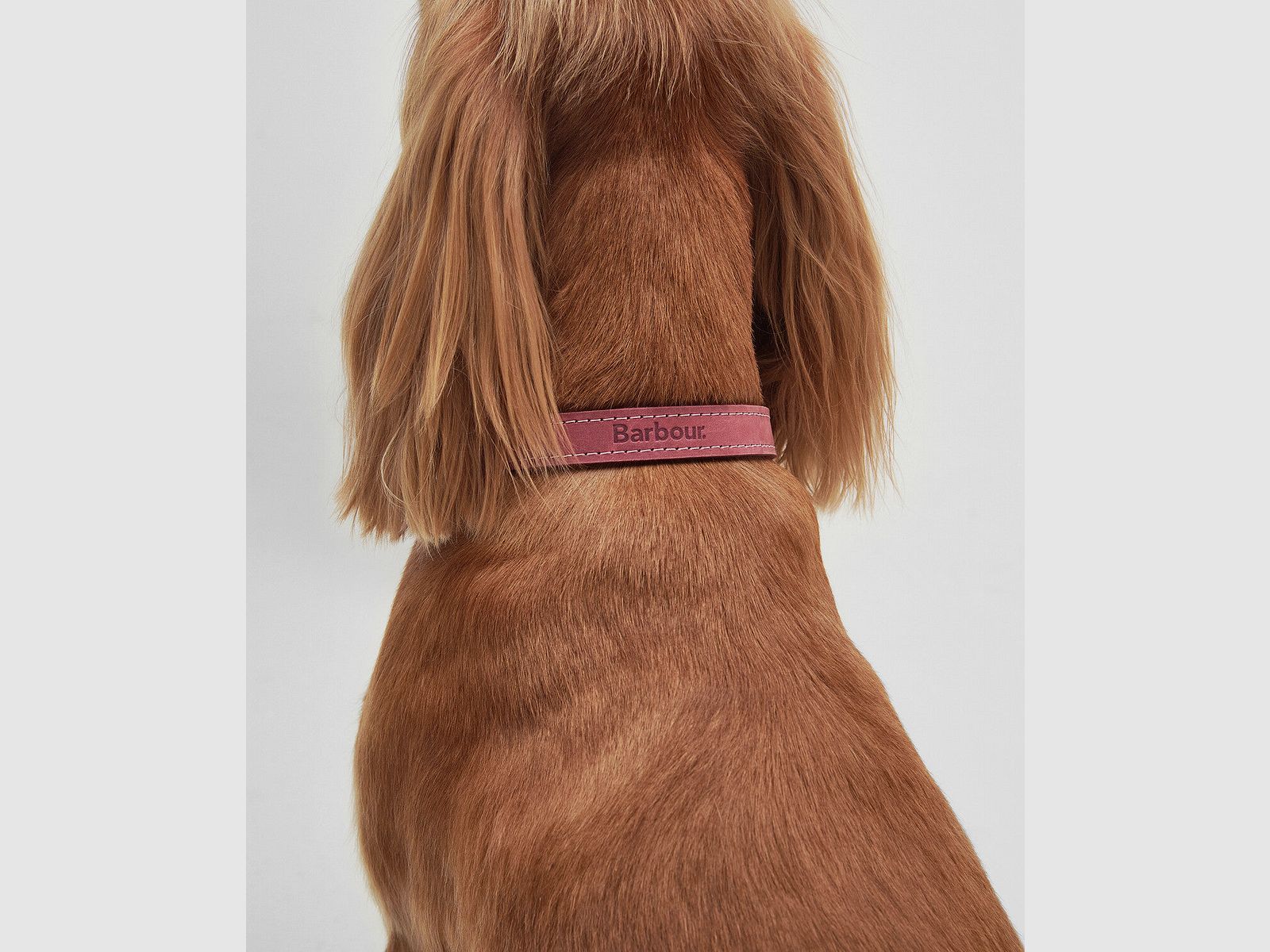 Barbour Hundehalsband aus Leder